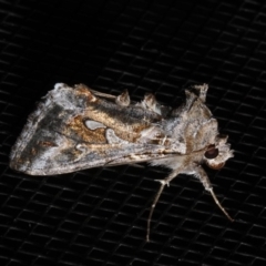 Chrysodeixis argentifera (Tobacco Looper) at Rosedale, NSW - 28 Aug 2019 by jb2602