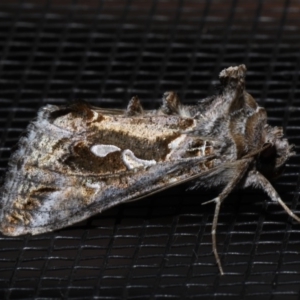 Chrysodeixis argentifera at Rosedale, NSW - 28 Aug 2019