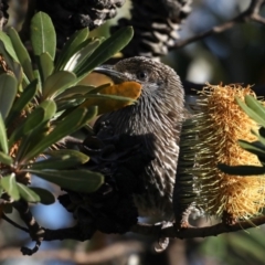 Anthochaera chrysoptera (Little Wattlebird) at Guerilla Bay, NSW - 28 Aug 2019 by jb2602