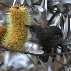 Anthochaera chrysoptera at Guerilla Bay, NSW - 28 Aug 2019 04:28 PM