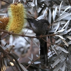 Anthochaera chrysoptera at Guerilla Bay, NSW - 28 Aug 2019