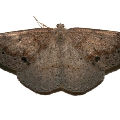 Unidentified Geometer moth (Geometridae) at Rosedale, NSW - 29 Aug 2019 by jb2602