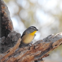 Pardalotus punctatus (Spotted Pardalote) at ANBG - 3 Sep 2019 by HelenCross