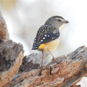 Pardalotus punctatus at Acton, ACT - 3 Sep 2019