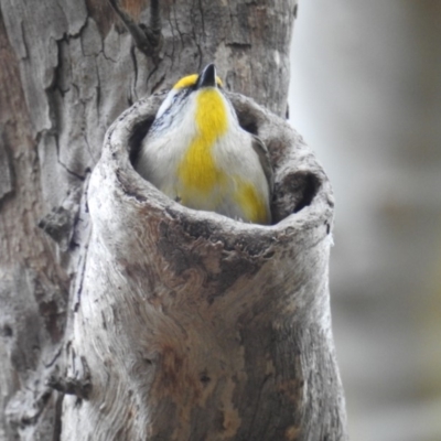 Pardalotus striatus (Striated Pardalote) at ANBG - 27 Aug 2019 by HelenCross