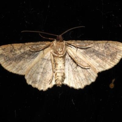 Unidentified Geometer moth (Geometridae) at Rosedale, NSW - 29 Aug 2019 by jb2602