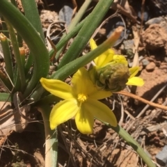 Bulbine bulbosa (Golden Lily) at Griffith Woodland - 3 Sep 2019 by AlexKirk