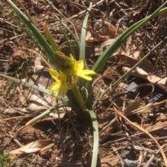 Bulbine bulbosa at Griffith, ACT - 3 Sep 2019