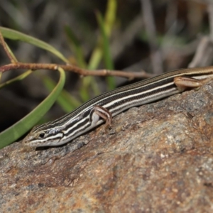 Ctenotus taeniolatus at Acton, ACT - 3 Sep 2019