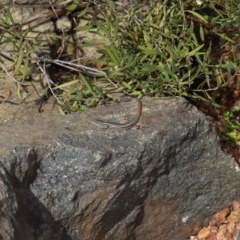 Ctenotus taeniolatus at Acton, ACT - 3 Sep 2019