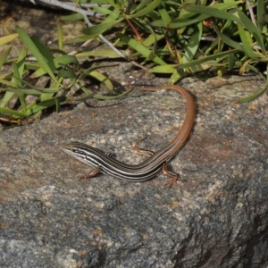 Ctenotus taeniolatus at Acton, ACT - 3 Sep 2019