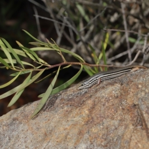 Ctenotus taeniolatus at Acton, ACT - 3 Sep 2019