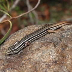 Ctenotus taeniolatus at Acton, ACT - 3 Sep 2019