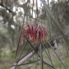 Amyema cambagei (Sheoak Mistletoe) at Molonglo Valley, ACT - 1 Sep 2019 by MichaelBedingfield