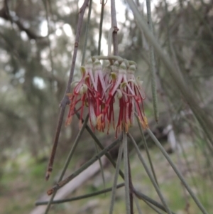 Amyema cambagei at Molonglo River Reserve - 1 Sep 2019 07:37 PM