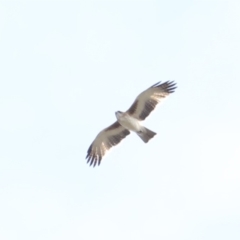 Hieraaetus morphnoides (Little Eagle) at Mogo, NSW - 30 Aug 2019 by jb2602