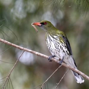 Oriolus sagittatus at Mogo, NSW - 30 Aug 2019