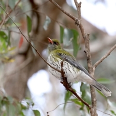 Oriolus sagittatus at Mogo, NSW - 30 Aug 2019 01:36 PM