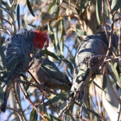 Callocephalon fimbriatum (Gang-gang Cockatoo) at Hughes, ACT - 4 Sep 2019 by LisaH