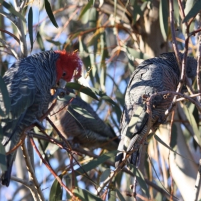 Callocephalon fimbriatum (Gang-gang Cockatoo) at Red Hill to Yarralumla Creek - 3 Sep 2019 by LisaH