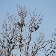 Callocephalon fimbriatum at Hughes, ACT - 4 Sep 2019