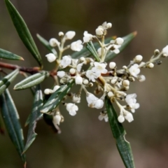 Logania albiflora (Narrow leaf Logania) at Bundanoon - 30 Aug 2019 by Boobook38