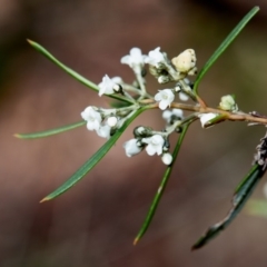 Logania albiflora at Bundanoon - 30 Aug 2019