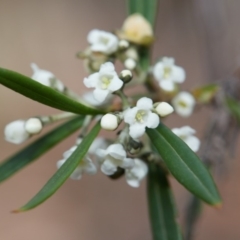 Logania albiflora at Bundanoon - 30 Aug 2019 12:45 PM