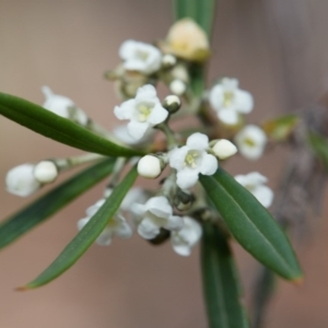 Logania albiflora at Bundanoon - 30 Aug 2019 12:45 PM