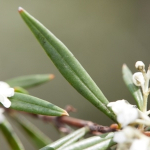 Logania albiflora at Bundanoon - 30 Aug 2019