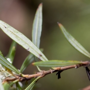 Logania albiflora at Bundanoon - 30 Aug 2019 12:45 PM
