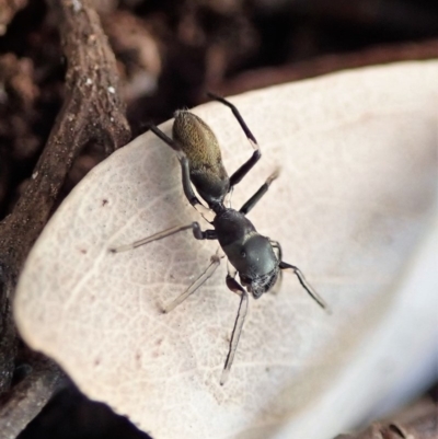 Myrmarachne luctuosa (Polyrachis Ant Mimic Spider) at Mount Painter - 30 Aug 2019 by CathB