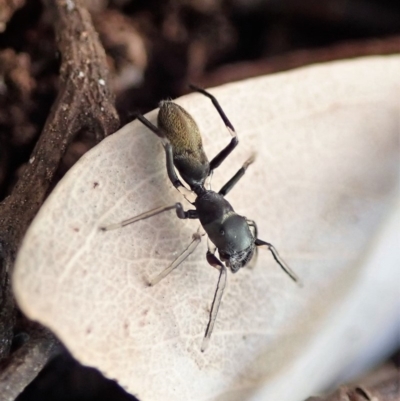 Myrmarachne luctuosa (Polyrachis Ant Mimic Spider) at Cook, ACT - 30 Aug 2019 by CathB