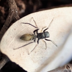 Myrmarachne luctuosa at Cook, ACT - 30 Aug 2019 03:28 PM