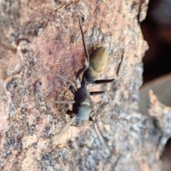 Myrmarachne luctuosa at Cook, ACT - 30 Aug 2019 03:28 PM