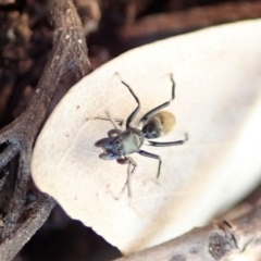 Myrmarachne luctuosa at Cook, ACT - 30 Aug 2019