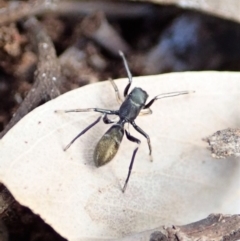 Myrmarachne luctuosa at Cook, ACT - 30 Aug 2019 03:28 PM