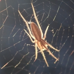 Larinia sp. (genus) (Larinia orb weaver) at Cook, ACT - 31 Aug 2019 by CathB