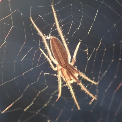 Larinia sp. (genus) (Larinia orb weaver) at Cook, ACT - 31 Aug 2019 by CathB