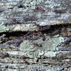 Papyrius nitidus (Shining Coconut Ant) at Aranda Bushland - 1 Sep 2019 by CathB