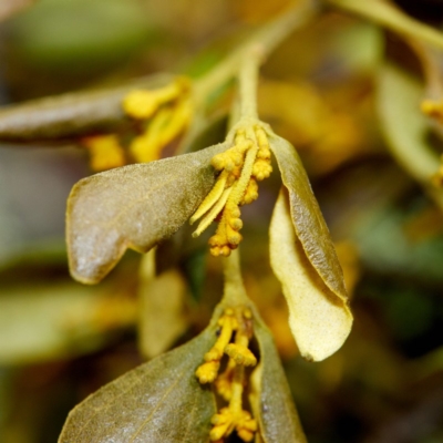 Notothixos subaureus (Golden Mistletoe) at Wingecarribee Local Government Area - 30 Aug 2019 by Boobook38