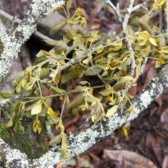 Notothixos subaureus at Bundanoon - 30 Aug 2019 12:26 PM