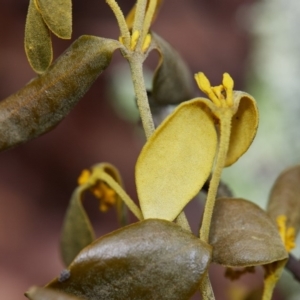 Notothixos subaureus at Bundanoon - 30 Aug 2019