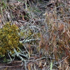 Notothixos subaureus at Bundanoon - 30 Aug 2019