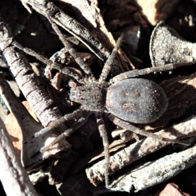 Mituliodon tarantulinus (Prowling Spider) at Aranda Bushland - 2 Sep 2019 by CathB