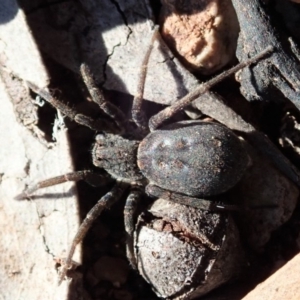 Mituliodon tarantulinus at Dunlop, ACT - 2 Sep 2019 02:33 PM