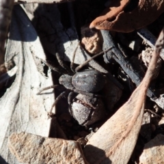 Mituliodon tarantulinus at Dunlop, ACT - 2 Sep 2019 02:33 PM