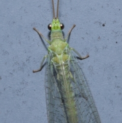 Mallada signatus (Green Lacewing) at ANBG - 29 Aug 2019 by TimL