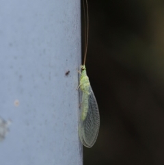 Mallada signatus at Acton, ACT - 29 Aug 2019