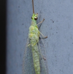 Mallada signatus at Acton, ACT - 29 Aug 2019